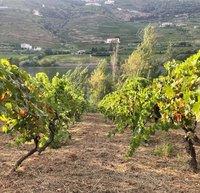 Weinregion Douro portugal Weinregion Douro portugal